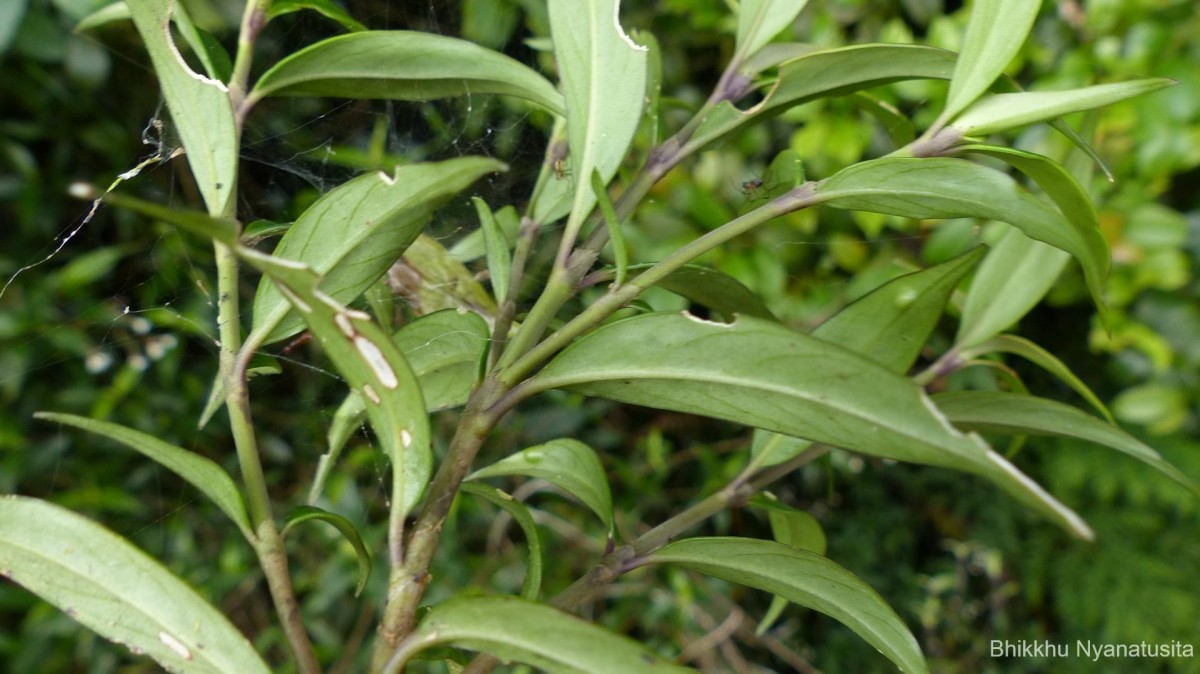 Hedyotis rhinophylla Thwaites ex Trimen